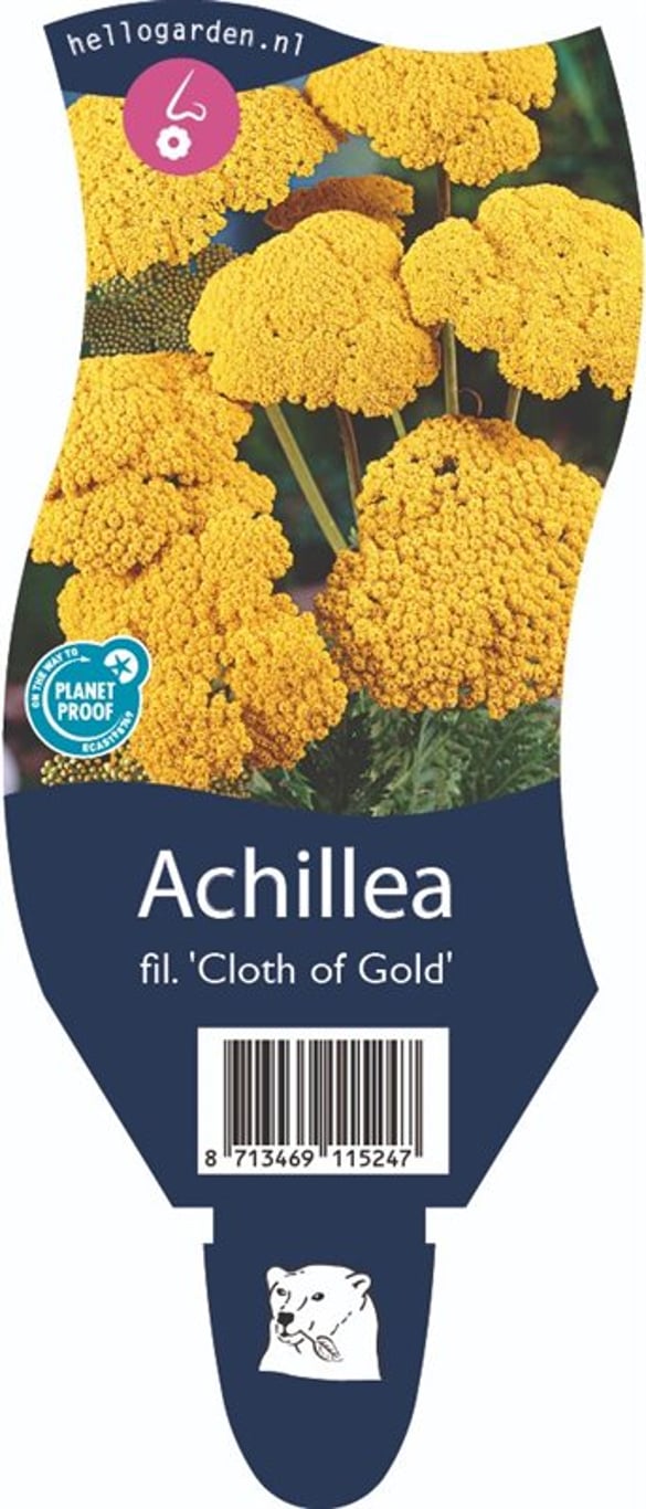 Achillea fil. 'Cloth of Gold' - P11